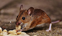 24 Hour & Emergency Exterminators in Newberry Springs, CA